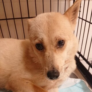 この子を助けてください。