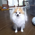 家族がきまりました！ありがとうございました！