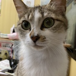 保護猫の里親会