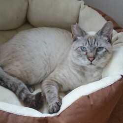 保護猫の里親会 サムネイル2