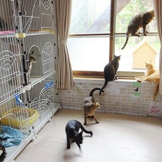 成猫（１～16歳）☆お迎えを待っています