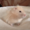 ハムスター 助けてくださる方いませんか サムネイル4