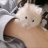 ハムスター 助けてくださる方いませんか サムネイル5