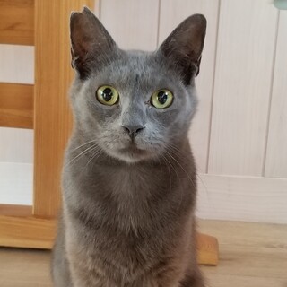 ロシアンブルー風のエレ君♡