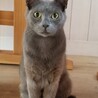 ロシアンブルー風のエレ君♡ サムネイル2
