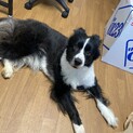 ボーダーコリー4歳　男の子