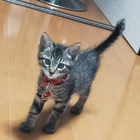 瑠璃