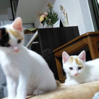 四つ葉（すみません。お見合いの為、休止中です）