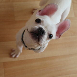 パブロちゃん　推定6ヶ月