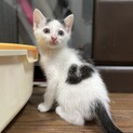 かわいい男の子✴︎ピースくん