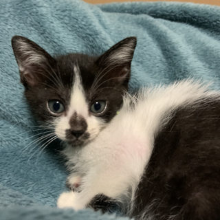 ハチワレ可愛い女の子　トライアル中