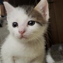 【陽炎】おかげさまで里親様が決まりました。