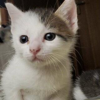 【陽炎】おかげさまで里親様が決まりました。