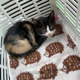 ハチワレ三毛猫赤ちゃん