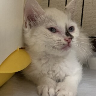 ありがとうございました★シャムミックスのパセリくん