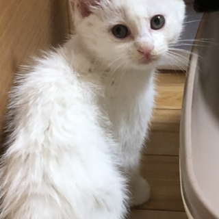 白猫　セロリくん