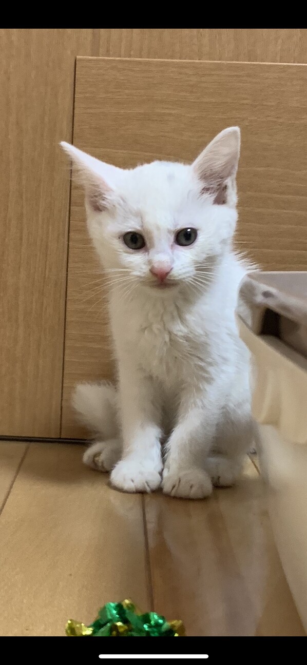 白猫 セロリくん 山口県 猫の里親募集 ペットのおうち 月間利用者150万人