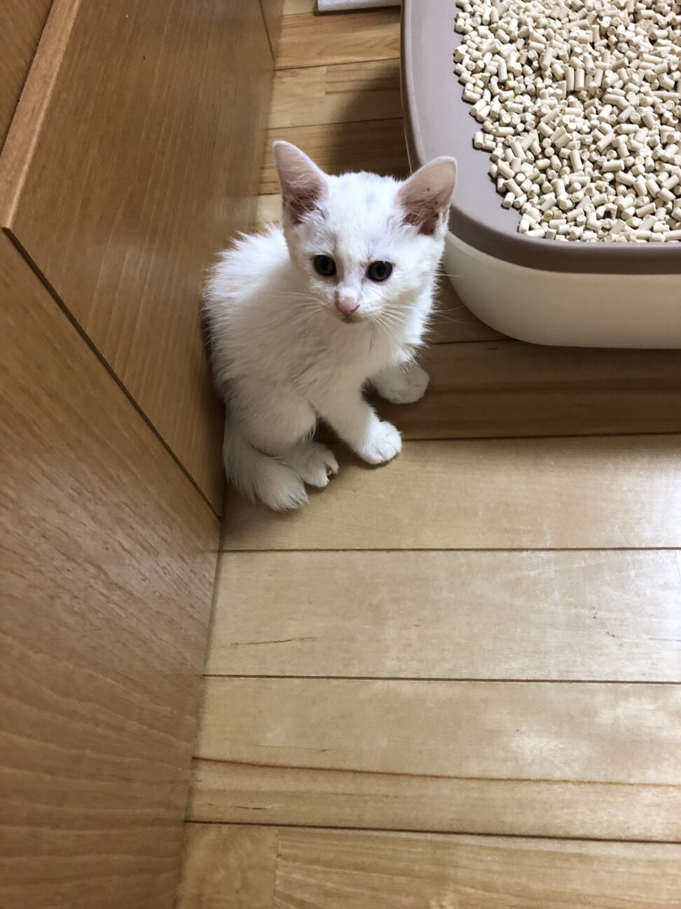 白猫 セロリくん 山口県 猫の里親募集 ペットのおうち 月間利用者150万人