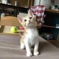 バンビのような女の子です