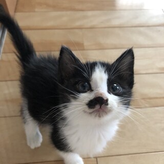 ありがとうございました★ふわふわハチワレみやちゃん