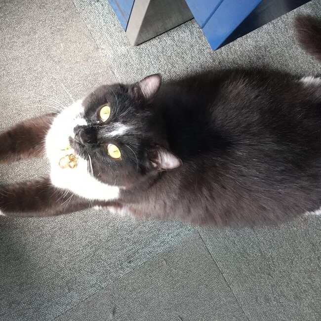 GIFUBIKEMANのカバー写真