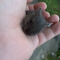 デグー の幼少期の募集です