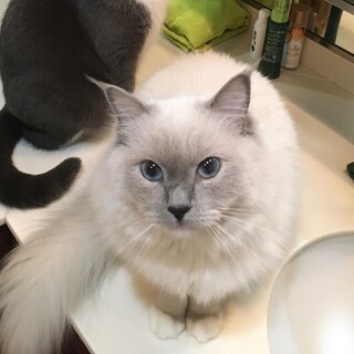 ララちゃんと穏やかな時間を過ごしませんか?