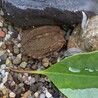 超ミニサイズ！迷子の子ガメ（クサガメ） サムネイル2
