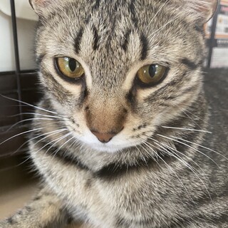 キジトラのゴロゴロ男子