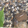 超ミニサイズ！迷子の子ガメ（クサガメ） サムネイル3