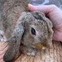 ホーランドロップ女の子※うさぎ飼育経験者限定