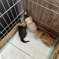 可愛い子猫４匹です！！