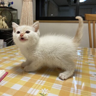 可愛いちびーず　1ヶ月
