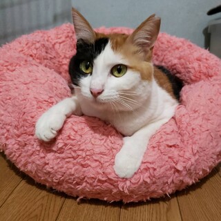 美三毛　きららちゃん