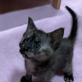 生後6周くらいのわさびちゃん