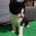 かわいがっていただける方よろしくお願いします。