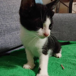 かわいがっていただける方よろしくお願いします。