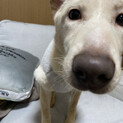 雑種の中型犬1歳メス