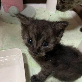生後6周くらいのくまみちゃん