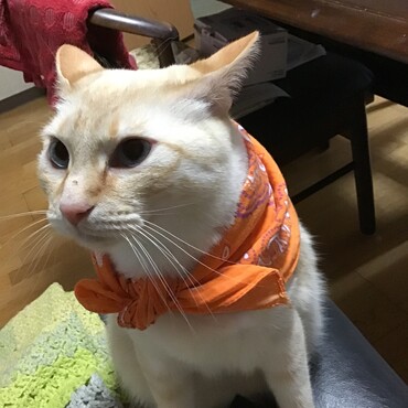 ボクのバンダナ姿はどうかな？葵ちゃん。カーボーイになれる？