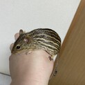 ウリボーマウス