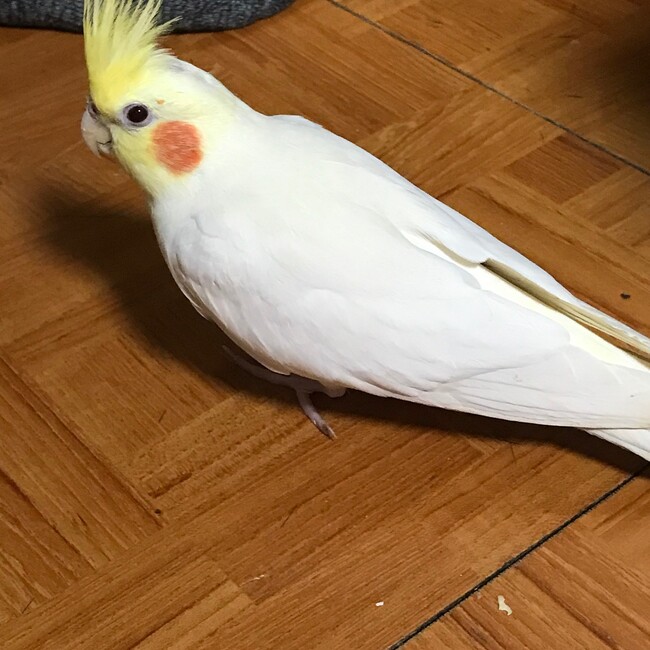 OWのカバー写真