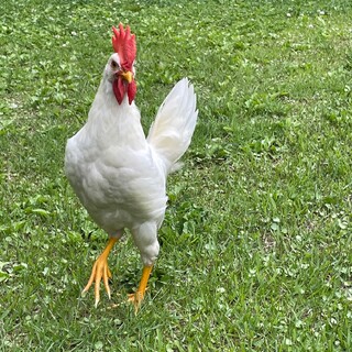 可愛いオスです！