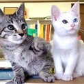 二匹兄弟一緒のお家を探しています♪一匹オッドアイ！