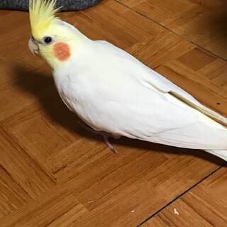 オカメインコ　雄