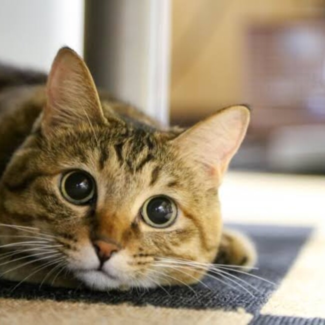 かめやま03のカバー写真