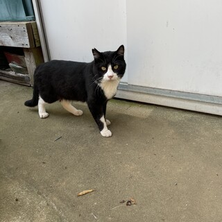 保護ネコを迎えませんか？♂