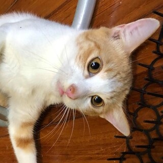 穏やかで甘えん坊の、茶白のホテイ君！