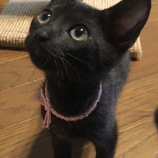 ミルクから育てたとっても甘えん坊の3にゃん