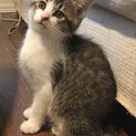 ミルクから育てたふわふわ2にゃん